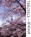 都会の桜 37937881