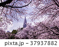 都会の桜 37937882