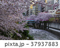 目黒川の桜 37937883