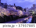 目黒川夜桜 37937885