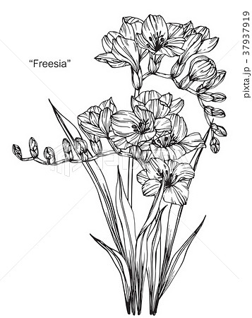 Freesia Flower Drawing Illustration のイラスト素材