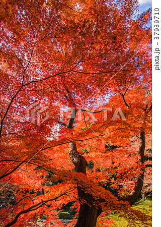 紅葉の秋 真っ赤なモミジ 秋の風景 庭園の紅葉 名園の紅葉 美しい紅葉 和を感じる紅葉の写真素材