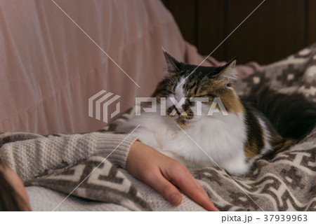 ねこ ねこ 37939963