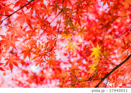 紅葉の秋 真っ赤なモミジ 秋の風景 庭園の紅葉 名園の紅葉 美しい紅葉 和を感じる紅葉の写真素材