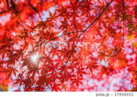 紅葉の秋 真っ赤なモミジ 秋の風景 庭園の紅葉 名園の紅葉 美しい紅葉 和を感じる紅葉の写真素材