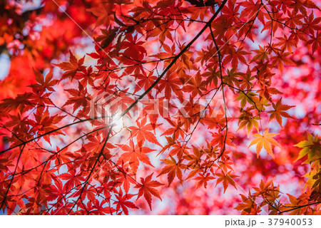 紅葉の秋 真っ赤なモミジ 秋の風景 庭園の紅葉 名園の紅葉 美しい紅葉 和を感じる紅葉の写真素材