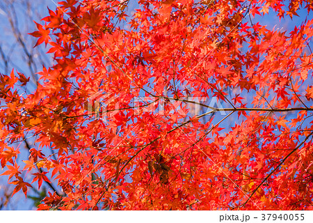 紅葉の秋 真っ赤なモミジ 秋の風景 庭園の紅葉 名園の紅葉 美しい紅葉 和を感じる紅葉の写真素材