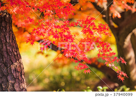 紅葉の秋 真っ赤なモミジ 秋の風景 庭園の紅葉 名園の紅葉 美しい紅葉 和を感じる紅葉の写真素材