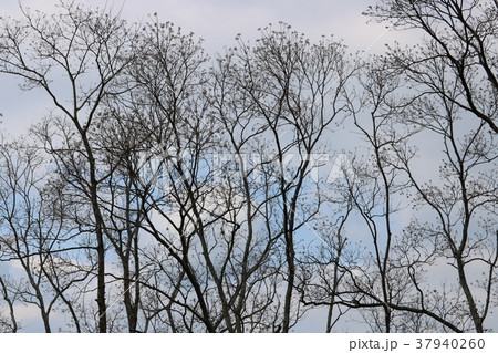 冬の樹木 冬の樹木 37940260