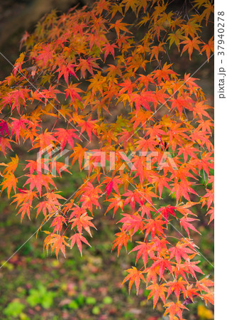 단풍의 가을, 새빨간 단풍 나무, 가을 풍경, 정원의 단풍, 명원의 단풍 아름다운... - 스톡사진 [37940278] - Pixta