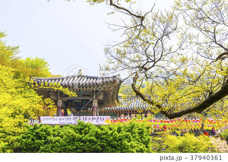 春 桜 忠南 37940361