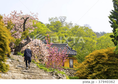 桜 忠南 瑞山市 37940362