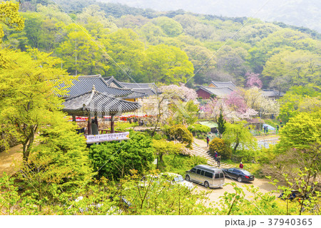 春 桜 忠南 37940365