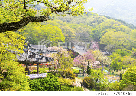 ギョプボトコト 桜 忠南 37940366