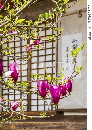 春 忠南 瑞山市 37940375