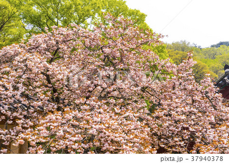 ギョプボトコト 桜 ゲシムサ 37940378