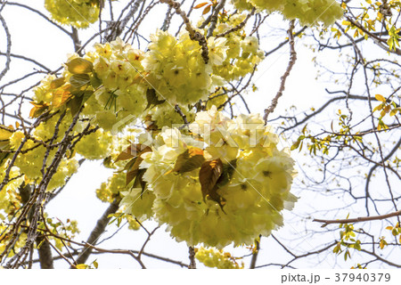 春 桜 花 37940379