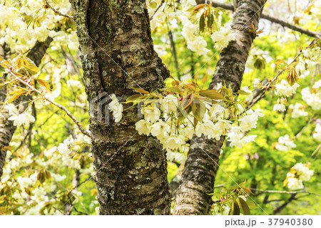 春 桜 花 37940380