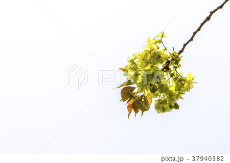 ギョプボトコト 春 桜 37940382