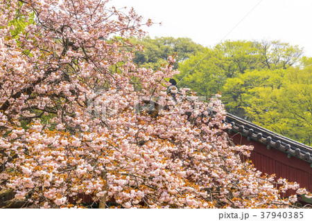 春の花 春 桜 37940385
