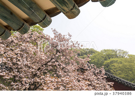 ギョプボトコト 春 桜 37940386