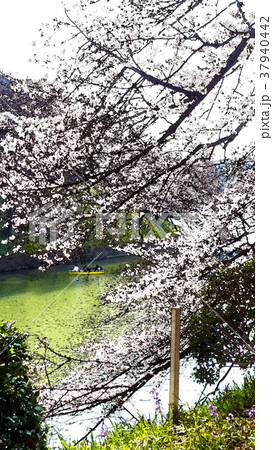 桜 さくら サクラ 37940442