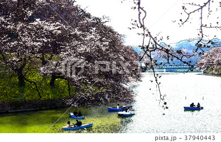 桜 さくら サクラ 37940443