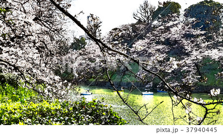 桜 さくら サクラ 37940445