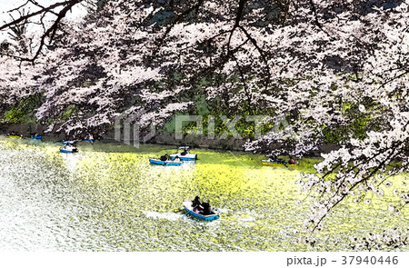 桜 さくら サクラ 37940446