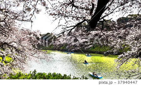 桜 さくら サクラ 37940447