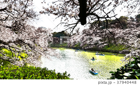 桜 さくら サクラ 37940448