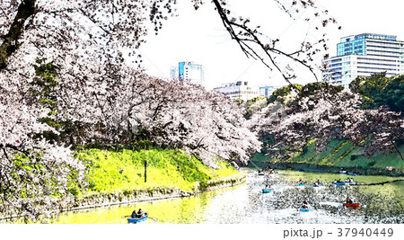 桜 さくら サクラ 37940449