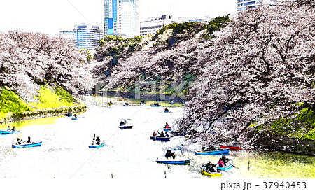 桜 さくら サクラ 37940453