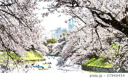 桜 さくら サクラ 37940454