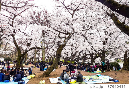 桜 さくら サクラ 37940455
