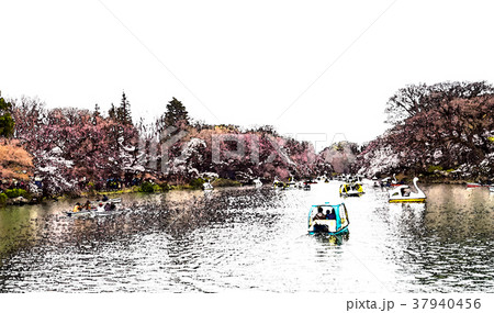 桜 さくら サクラ 37940456