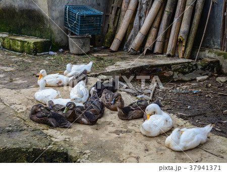 Ducks at village 37941371
