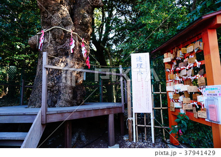 城山八幡宮 連理木 城山八幡宮 連理木 37941429