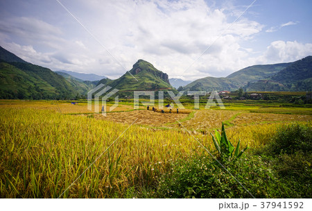 Terraced rice field in Northern, Vietnam Terraced rice field in Northern, Vietnam 37941592