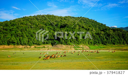 Mountain scenery of Central Highlands, Vietnam 37941827