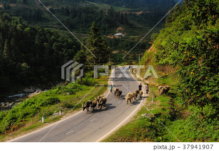 Mountain road in Northern Vietnam Mountain road in Northern Vietnam 37941907