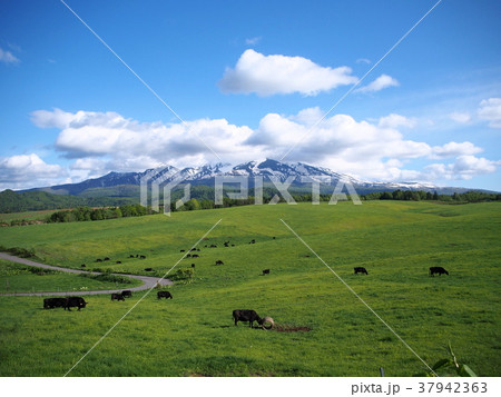 大雪山連峰と牧場 大雪山連峰と牧場 37942363