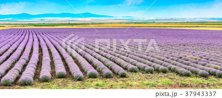 Rows of Lavender panorama background 37943337