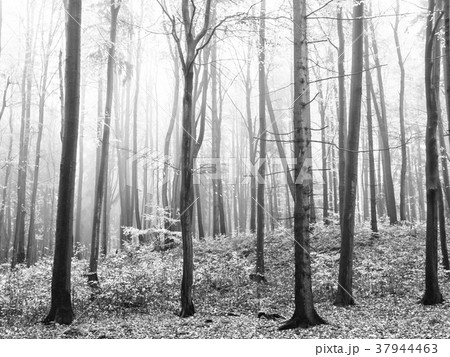 Autumn misty forest with dry orange leafs on a Autumn misty forest with dry orange leafs on a 37944463