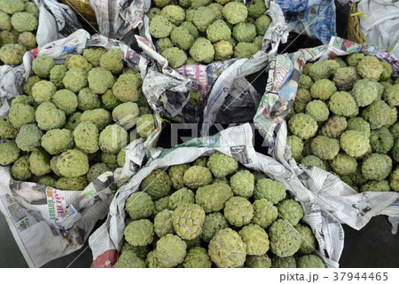 ASIA THAILAND BANGKOK MARKET FRUITS ASIA THAILAND BANGKOK MARKET FRUITS 37944465