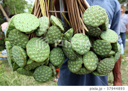 ASIA THAILAND ISAN AMNAT CHAROEN ASIA THAILAND ISAN AMNAT CHAROEN 37944893