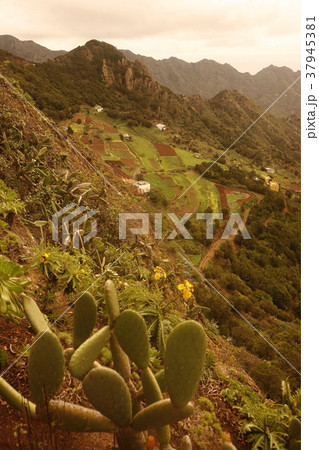 SPAIN CANARY ISLANDS TENERIFE 37945381