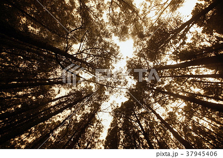 SPAIN CANARY ISLANDS TENERIFE SPAIN CANARY ISLANDS TENERIFE 37945406