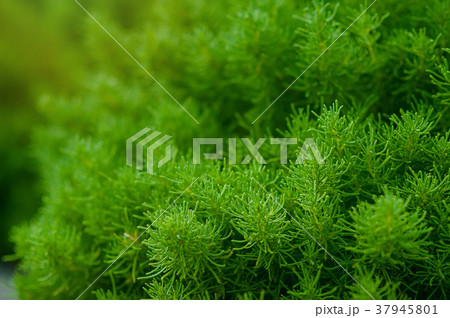 nice and textural,green and clean plant leaves nice and textural,green and clean plant leaves 37945801