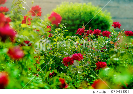 rose garden. Blooming in the garden rose 37945802